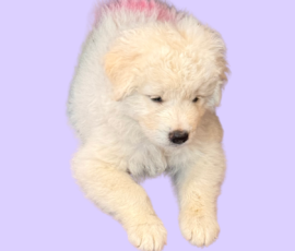 Pippin & Nova Litter 5/26