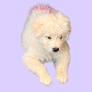 4071277016 Inside Our Maremma Puppy Program