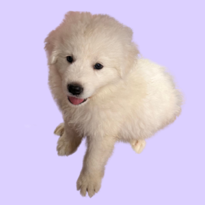 2520149501 Inside Our Maremma Puppy Program