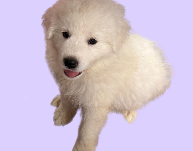 4106323883 Available Maremma Puppies