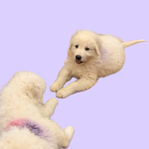 1092252945 Inside Our Maremma Puppy Program