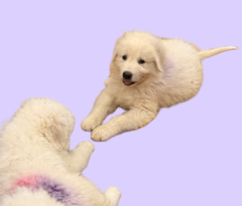 Pippin & Nova Litter 5/26