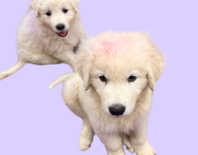 1468680674 Available Maremma Puppies