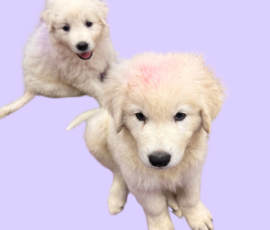 Pippin & Marisa Litter 5/26