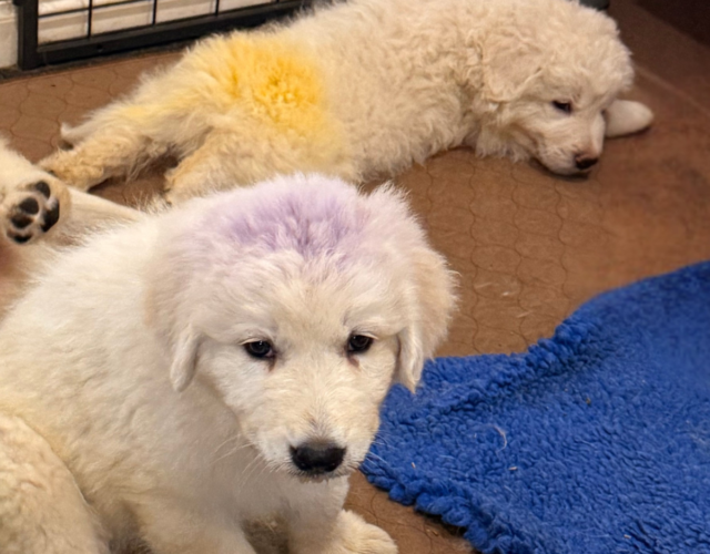152173313 Available Maremma Puppies