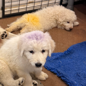 3966332313 Inside Our Maremma Puppy Program