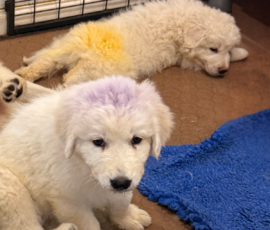 Pippin & Nova Litter 5/26