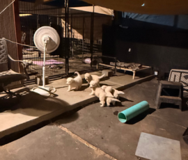 Pippin & Marisa Litter 5/26