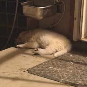 1027434566 Inside Our Maremma Puppy Program