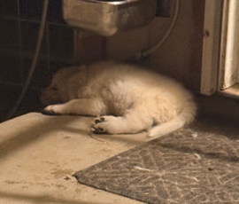 Pippin & Marisa Litter 5/26