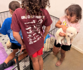 Pippin & Electra Litter 5/26