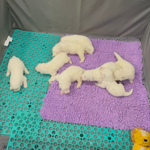 1320077294 Inside Our Maremma Puppy Program