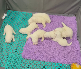 Pippin & Nova Litter 5/26