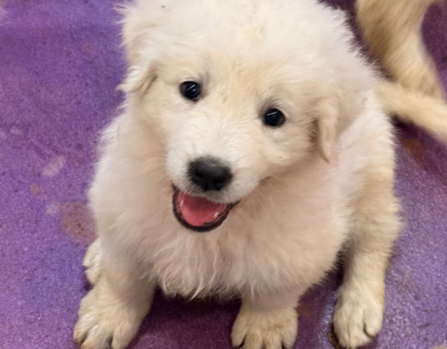 3887077302 Available Maremma Puppies