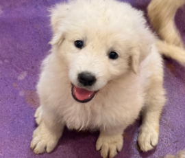 Pippin & Nova Litter 5/26