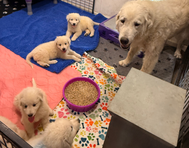 Available Maremma Puppies