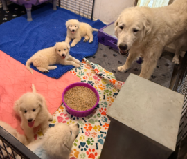 Pippin & Electra Litter 5/26