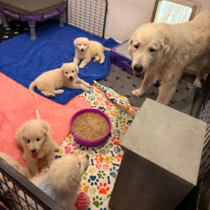 630138924 Inside Our Maremma Puppy Program