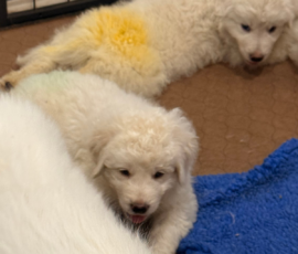 Pippin & Nova Litter 5/26