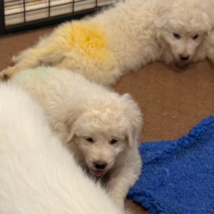 3913324572 Inside Our Maremma Puppy Program