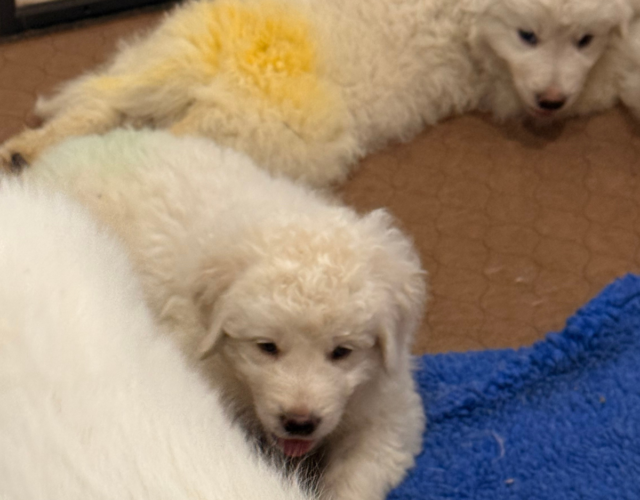 4142805317 Available Maremma Puppies