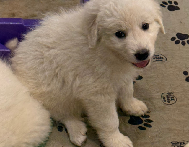 2716791843 Available Maremma Puppies