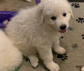 Pippin & Nova Litter 5/26