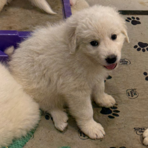 2048784227 Inside Our Maremma Puppy Program