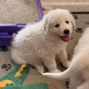 1878252057 Inside Our Maremma Puppy Program