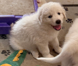 Pippin & Nova Litter 5/26