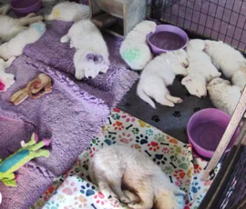 Pippin & Marisa Litter 5/26