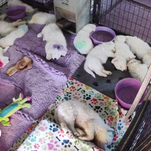 320189895 Inside Our Maremma Puppy Program