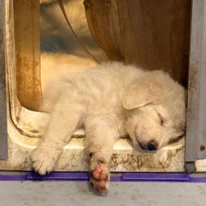1333765329 Inside Our Maremma Puppy Program