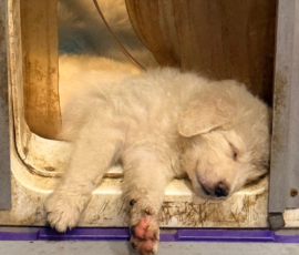 Pippin & Nova Litter 5/26