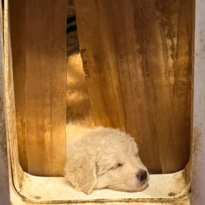 481652445 Inside Our Maremma Puppy Program