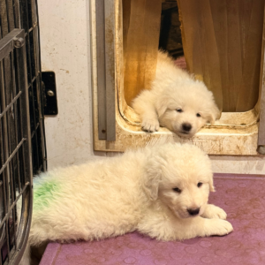 1624469536 Inside Our Maremma Puppy Program