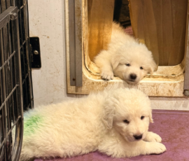 Pippin & Nova Litter 5/26