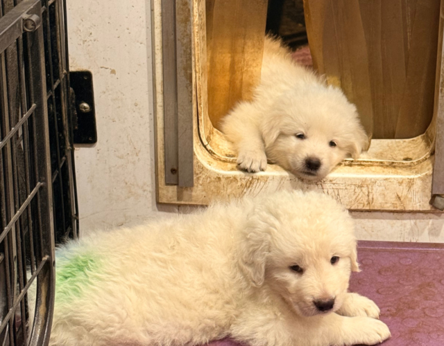 963494273 Available Maremma Puppies