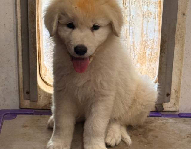 1981152365 Available Maremma Puppies