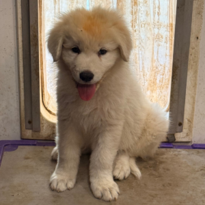 155777127 Inside Our Maremma Puppy Program