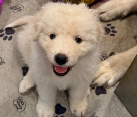 Pippin & Nova Litter 5/26