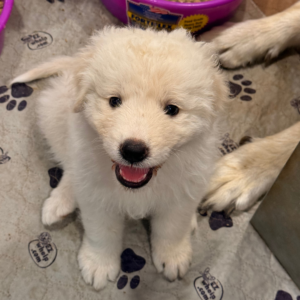 1914357116 Inside Our Maremma Puppy Program