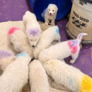 1849194342 Inside Our Maremma Puppy Program