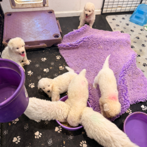 2699710622 Inside Our Maremma Puppy Program