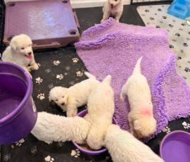 Pippin & Nova Litter 5/26