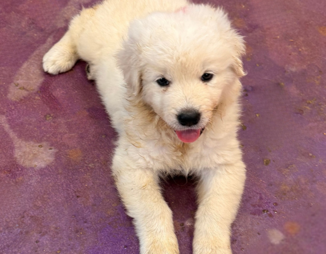 1086563783 Available Maremma Puppies