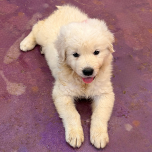 264694753 Inside Our Maremma Puppy Program
