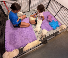 Pippin & Electra Litter 5/26