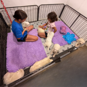 564505559 Inside Our Maremma Puppy Program