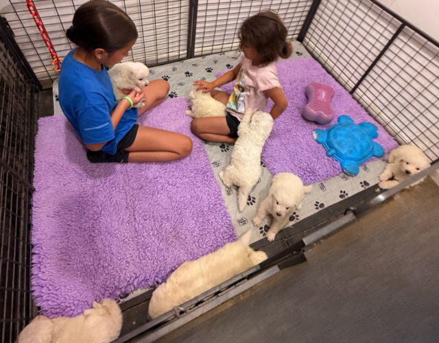 Available Maremma Puppies